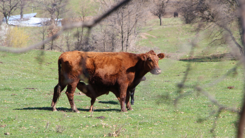 Суша, скъпи фуражи и нафта, пасищни туристи - какво още тормози говедовъдите?