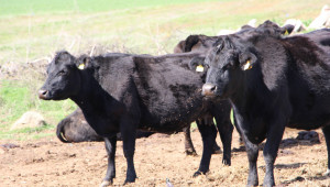 Месодайното говедовъдство се обяви против ревизия на ставките - Agri.bg