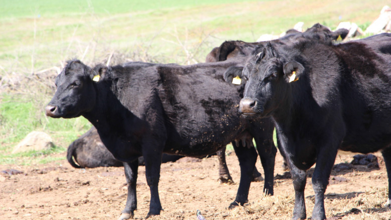 Месодайното говедовъдство се обяви против ревизия на ставките