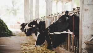 Планирани и максимални ставки за животновъдите от догодина - къде е уловката? - Agri.bg