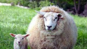 Хранене на овце майки