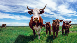 de minimis: 1,4 млн. лв. ще получат животновъди - Agri.bg