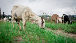 Предците на Кейт Мидълтън са развъждали редки породи кози