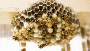 Неволите продължават: Пчелари се оплакват от нашествия на оси