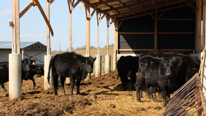 Износът на месодайни говеда за Турция раздвижи пазара и цените