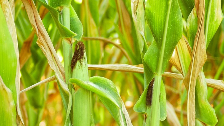 Европа готви нови регулации за ГМО през 2023 г.