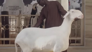 Овцете Ладум - един от най-скъпите домашни любимци в света