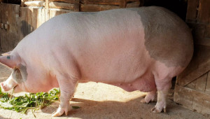 Жардел - най-голямото прасе в Румъния - Agri.bg