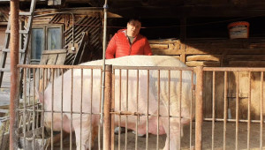 Жардел - най-голямото прасе в Румъния - Снимка 2