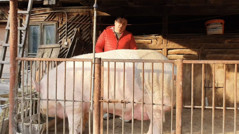 Жардел - най-голямото прасе в Румъния