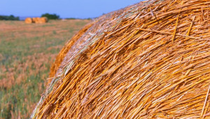 Сушата тази година направи царевицата за фураж отровна - Agri.bg