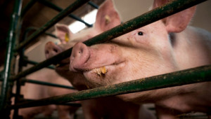 Свиневъдство 2022: Един проблем – решен, друг – в пъти умножен