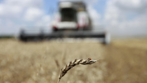 Анализатори: Цените на зърното едва ли ще падат занапред с над 5%