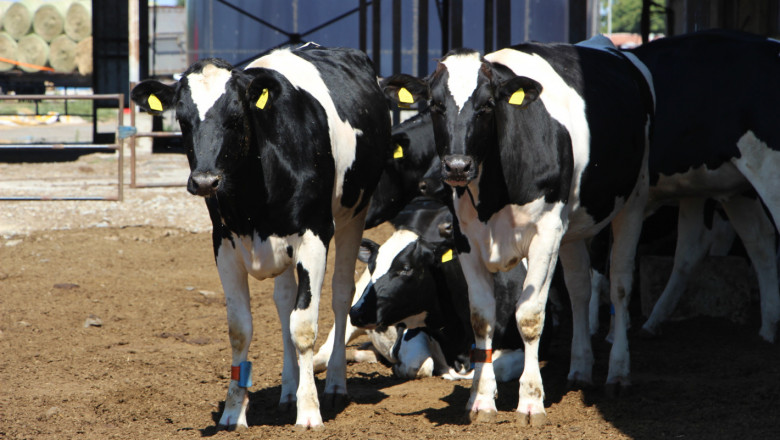 Млечното говедовъдство през 2022: Геройство беше да задържиш животните
