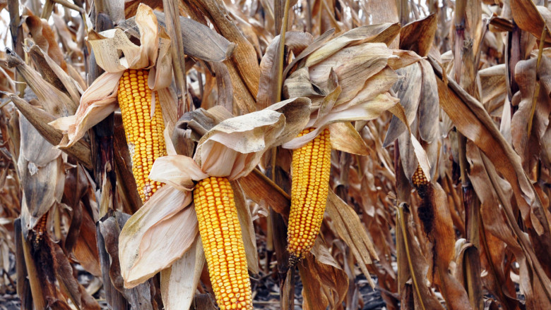 Апетити за зърно: Отмъкнаха над 1 тон царевица