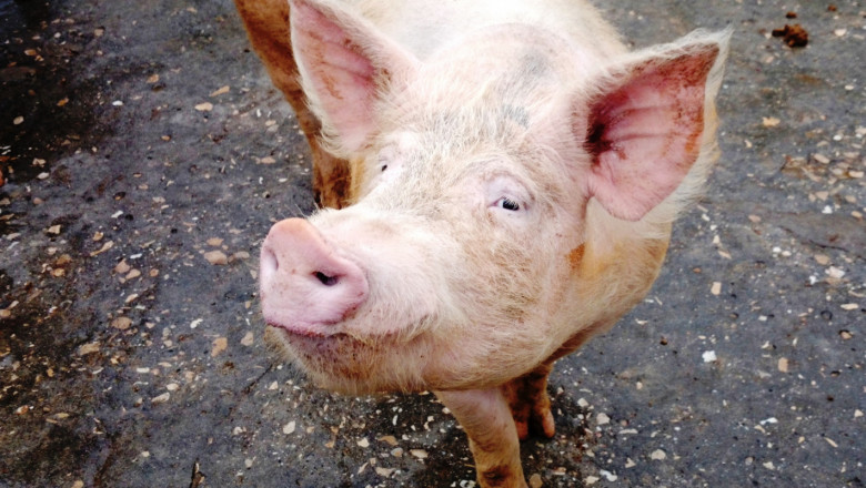 Свиневъдство на кредит: Как се справя най-големият свинекомплекс у нас?