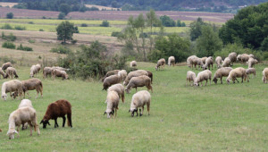 Законопроект: Местните животновъди да наемат пасища с предимство