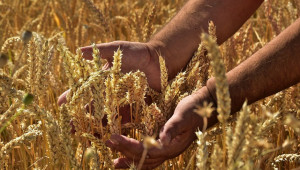 Първа прогноза за реколтата от зърно през 2023 г.