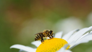 САЩ одобриха първата в света ваксина за пчели
