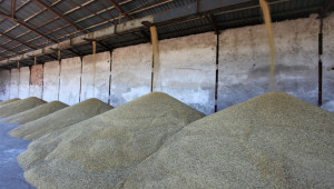 Фючърси: На какви цени ще се търсят пшеница, царевица и рапица?