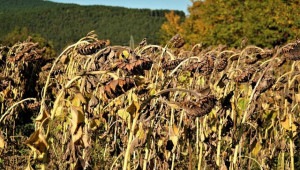 Костадинов: Загубите при слънчогледа и царевицата са за 160 млн. лв.
