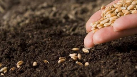 1,2 млн. лева се предоставят за производството на качествени семена - Agri.bg