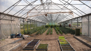 Как стопани търсят по-евтини варианти за производство на зеленчуци в оранжерия