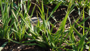 В Добруджа: Пшеницата има спешна нужда от снежна покривка