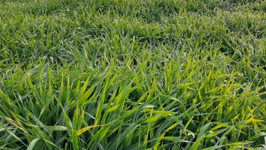 Притеснени зърнопроизводители: Не е изключено да има жътва в края на април - Снимка 5