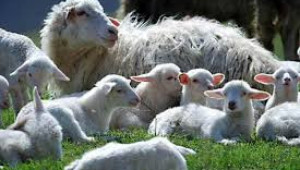 По екстериора може да се определи продуктивната насока на овцете