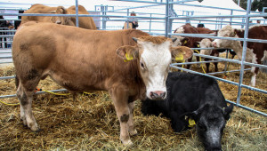 Хранене на крави, предназначени за производство на телета за месо