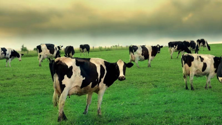 Кои са причините за незаплождането и за повторните разгонвания при кравите?
