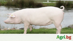 Ландрас (Landrace) - порода свине за месо