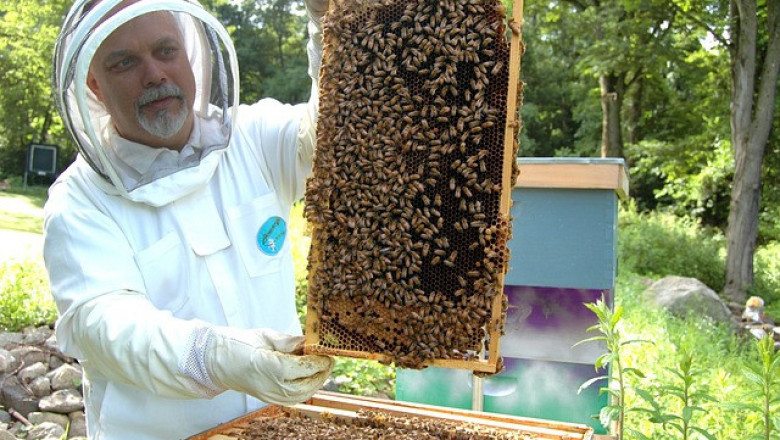 3 метода за преброяване на пчелите в кошера