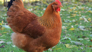Нюхемпшир - порода кокошки, снасящи яйца с кафяв цвят на черупката