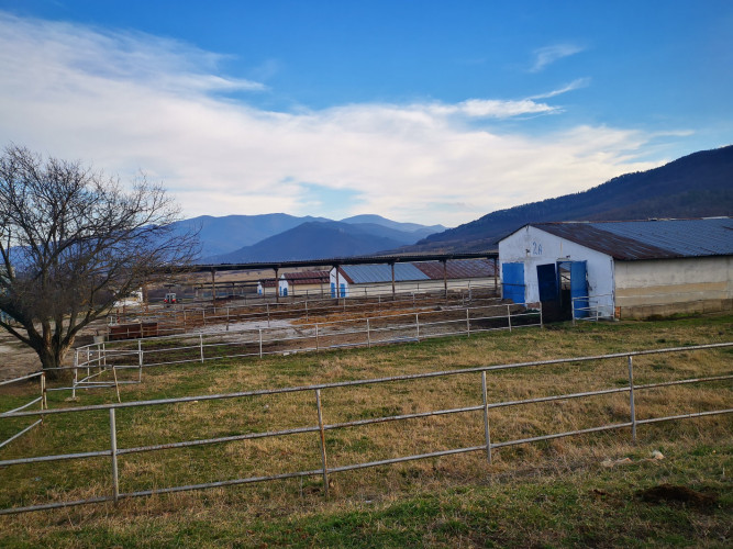 Ферма за месодайни крави и телета - Снимка 2