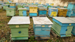 Пчелари търсят причините за високата смъртност при пчелите - Agri.bg