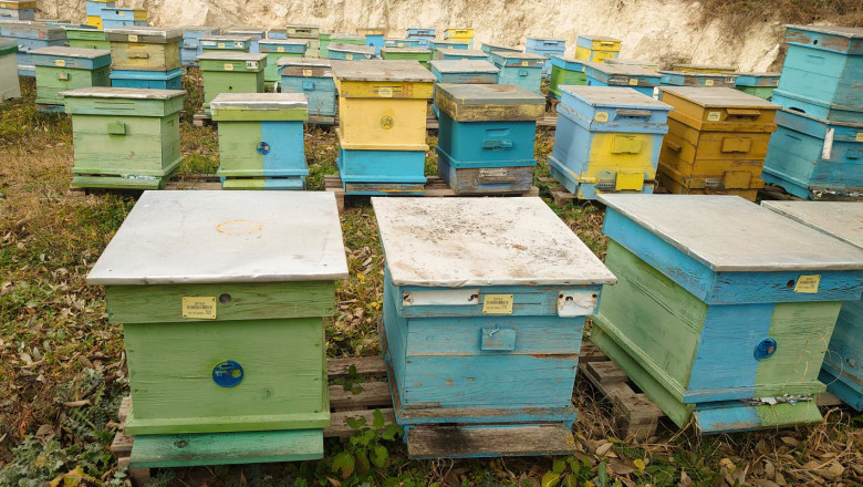 Пчелари търсят причините за високата смъртност при пчелите