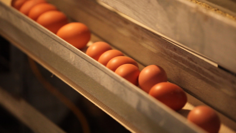 Фермер: Поскъпването на яйцата е нормален процес