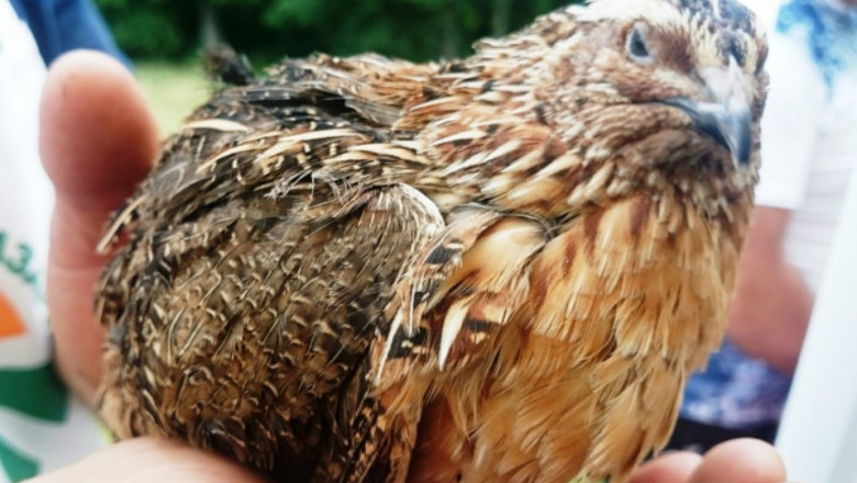Първото огнище за годината: Птичи грип плъзна във ферма край Етрополе