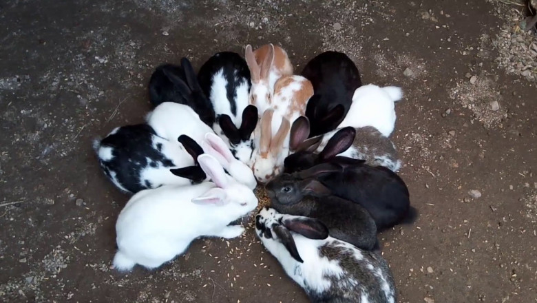 Ветеринарно-санитарни изисквания при отглеждане на зайци