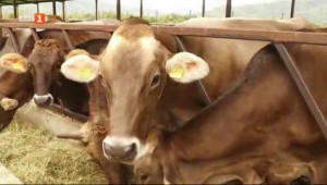Задържане на плацентата при кравите