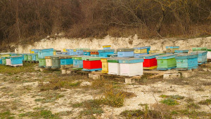 Читателите коментират: Интензивното земеделие и пчеларството "се бият" - Agri.bg