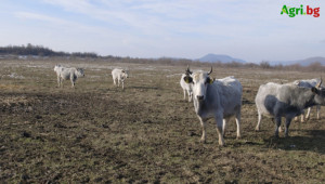 Как ще се подпомагат застрашените от изчезване говеда? - Agri.bg