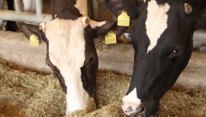 Животновъди изливат тонове мляко, мандри спират да го изкупуват - Agri.bg