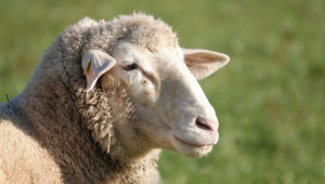 Няма възрастово ограничение по Преходната национална помощ за овце и кози