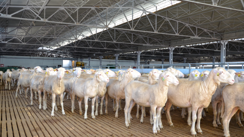 Какво видяха наши овцевъди в топ овцеферма в Турция?