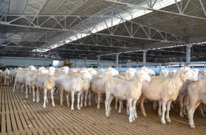 Наши фермери посетиха топ овцеферма в Бурса, Турция - Обектив