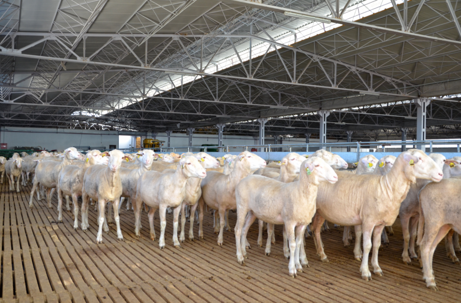 Наши фермери посетиха топ овцеферма в Бурса, Турция - Снимка 1