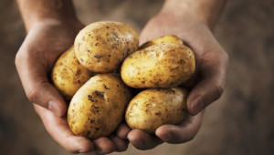 Как да получите подпомагане за трапезни картофи през 2023 г.? - Agri.bg